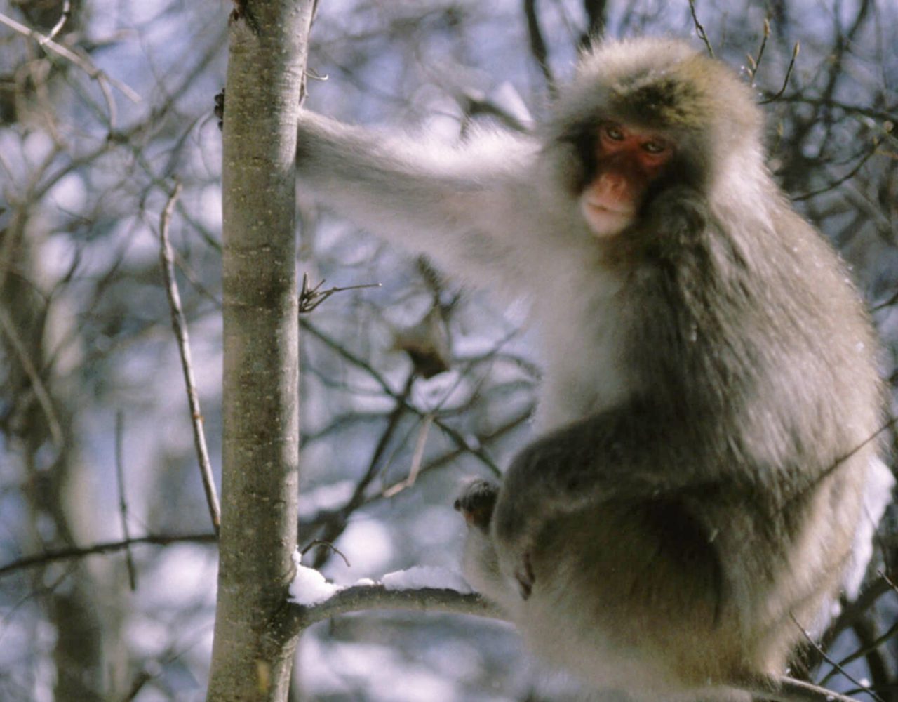 Japanese Macaque